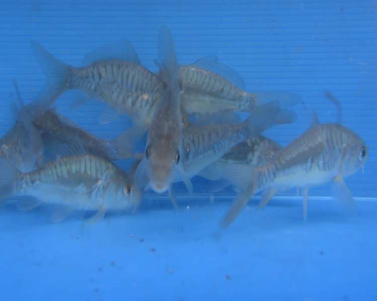 Buy Carp Online The Carp Co